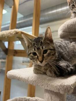 Bently -  Domestic Short Hair Cat for Adoption in Chisholm, Minnesota - Bently | PetCurious