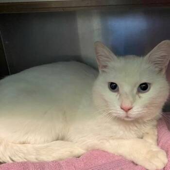 Domestic Short Hair Cats Available for Adoption in Dayton, Ohio - Rancho | PetCurious