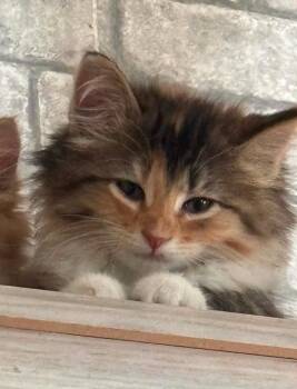 Snickers -  Domestic Medium Hair Cat for Adoption in Webster City, Iowa - Snickers | PetCurious