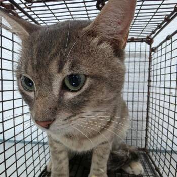 Rolando -  Domestic Short Hair Cat for Adoption in Edinburg, Texas - Rolando | PetCurious