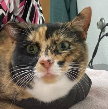 Rescue Domestic Short Hair Cats for Adoption in Eugene, Oregon - Phoebe | PetCurious