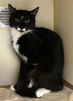 Domestic Long Hair Cats Available for Adoption - FELIX | PetCurious