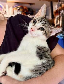 Eli -  Domestic Short Hair Cat for Adoption in Raleigh, North Carolina - Eli | PetCurious