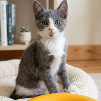 Tabitha 0043 -  Domestic Short Hair Cat for Adoption in Boca Raton, Florida - Tabitha 0043 | PetCurious