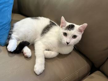 Rescue Domestic Short Hair Cats for Adoption in Greenville, South Carolina - Patches SK | PetCurious