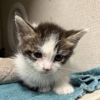 Domestic Short Hair Cats Available for Adoption in Yuma, Arizona - Jekyl | PetCurious