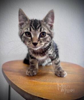 Ellis -  Domestic Short Hair Cat for Adoption in Spokane, Washington - Ellis | PetCurious