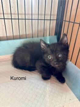 Kuromi -  Domestic Short Hair Cat Available for Adoption in Orlando, Florida - Kuromi | PetCurious
