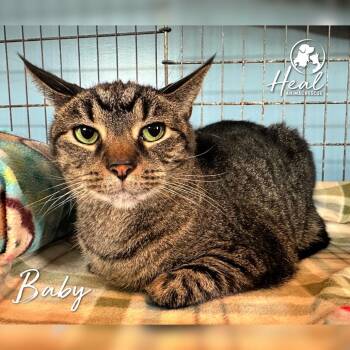 Baby -  American Shorthair Cat for Adoption in Youngwood, Pennsylvania - Baby | PetCurious
