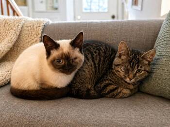 Siamese and Domestic Short Hair Cats Available for Adoption - Jade & Jasper | PetCurious