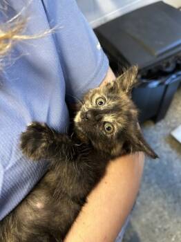 Rescue Domestic Short Hair Cats for Adoption in Mobile, Alabama - Keisha | PetCurious