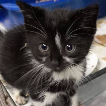 Rescue Domestic Medium Hair Cats for Adoption in Vineland, New Jersey - Cilantro | PetCurious