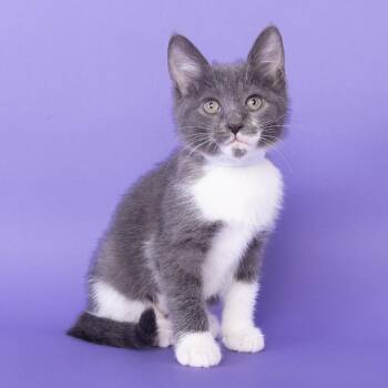 Domestic Short Hair Cats Available for Adoption in Franklin, Tennessee - Dot | PetCurious