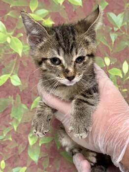 HAWAIIAN TROPIC -  Domestic Short Hair Cat for Adoption in San Antonio, Texas - HAWAIIAN TROPIC | PetCurious