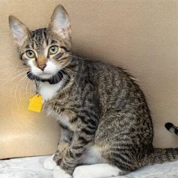 BEEDLE -  Domestic Short Hair Cat for Adoption in St. Louis, Missouri - BEEDLE | PetCurious