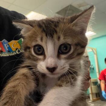 Aurora -  Domestic Short Hair Cat for Adoption in Lake Jackson, Texas - Aurora | PetCurious