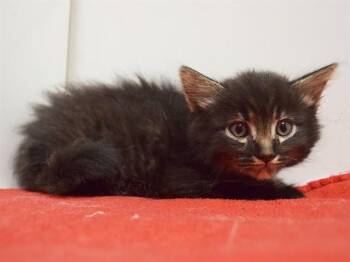 SAOIRSE -  Domestic Medium Hair Cat for Adoption in Sacramento, California - SAOIRSE | PetCurious