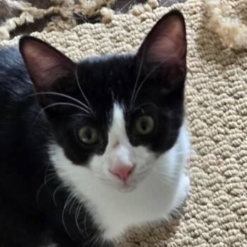 Orca -  Domestic Short Hair Cat for Adoption in Woodbury, New Jersey - Orca | PetCurious