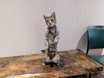 Domestic Short Hair and Tabby Cats Available for Adoption in Lewisburg, Pennsylvania - Sheila | PetCurious