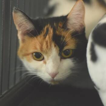 Domestic Short Hair Cats Available for Adoption in Belleville, Illinois - Cali | PetCurious