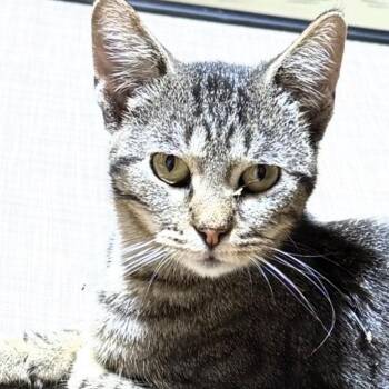 Lyla -  Domestic Short Hair Cat for Adoption - Lyla | PetCurious