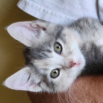 Maddi -  Calico Cat for Adoption in Magnolia, Texas - Maddi | PetCurious