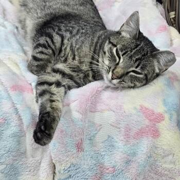 Nori -  Domestic Short Hair Cat for Adoption in Arlington, Washington - Nori | PetCurious
