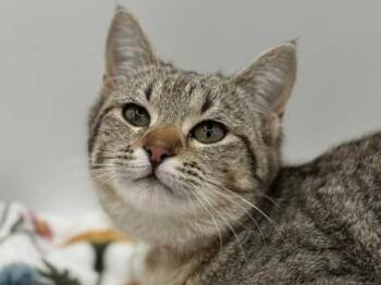 Domestic Short Hair Cats Available for Adoption - Sara | PetCurious