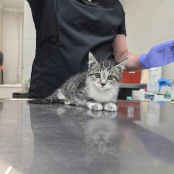 Domestic Short Hair Cats Available for Adoption in Clanton, Alabama - Cassie | PetCurious