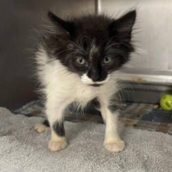 Gretel -  Domestic Medium Hair Cat for Adoption in Beaumont, Texas - Gretel | PetCurious