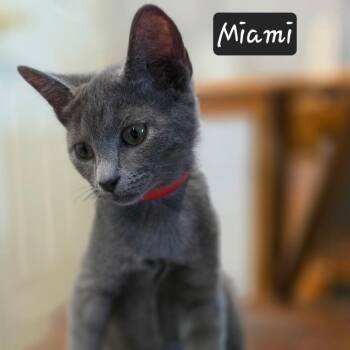 Miami -  Russian Blue and Domestic Short Hair Cat for Adoption in Waldorf, Maryland - Miami | PetCurious