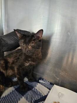 Domestic Short Hair Cats Available for Adoption - 60548284 | PetCurious