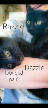 Dazzle bonded with Razzle in Foster care -  Domestic Short Hair Cat for Adoption in Ellicott City, Maryland - Dazzle Bonded With Razzle In Foster Care | PetCurious