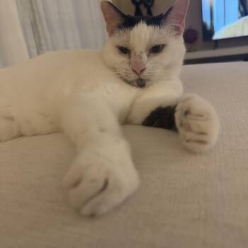 Domestic Short Hair Cats Available for Adoption in Rossville, Maryland - Olive | PetCurious