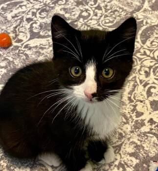 Sonya -  Domestic Short Hair Cat for Adoption in Fort Mill, South Carolina - Sonya | PetCurious