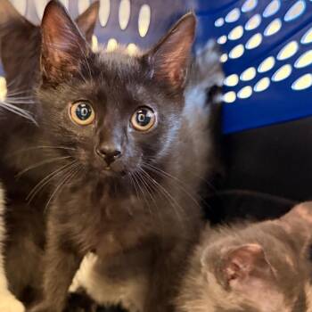 April -  Domestic Short Hair Cat for Adoption in Birmingham, Alabama - April | PetCurious