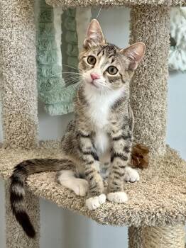 Domestic Short Hair Cats Available for Adoption in West Palm Beach, Florida - Ori | PetCurious
