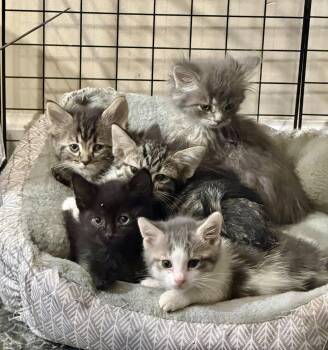 Brie (The Cheese Litter) -  Domestic Long Hair Cat for Adoption in Mattoon, Illinois - Brie (The Cheese Litter) | PetCurious