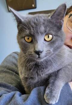 American Shorthair Cats Available for Adoption - Parker | PetCurious