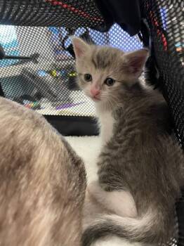 Domestic Short Hair Cats Available for Adoption - A134222 | PetCurious