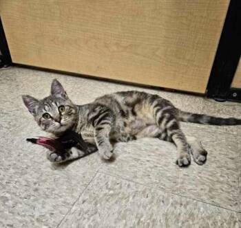 Domestic Short Hair Cats Available for Adoption in Port Barrington, Illinois - Sally Field | PetCurious