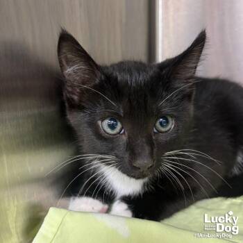 Domestic Short Hair Cats Available for Adoption in Washington, District Of Columbia - Zebra | PetCurious