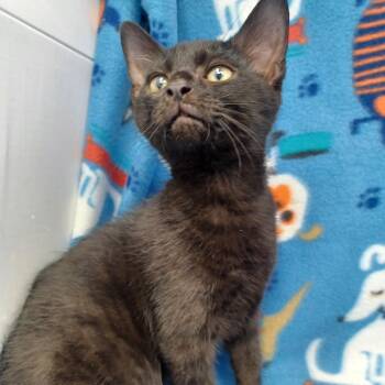 Luki -  Domestic Short Hair Cat for Adoption in New Tazewell, Tennessee - Luki | PetCurious