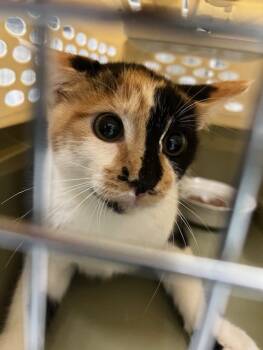 Rescue Domestic Short Hair Cats for Adoption in Pasadena, Texas - MEGAERA | PetCurious