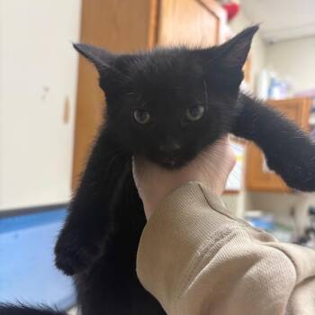 Domestic Short Hair Cats Available for Adoption in Pekin, Illinois - Question Mark | PetCurious