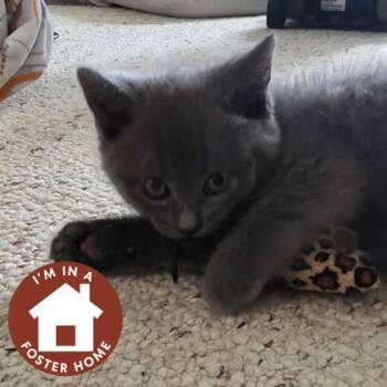 Domestic Medium Hair and Domestic Short Hair Cats Available for Adoption in Janesville, Wisconsin - Panther | PetCurious