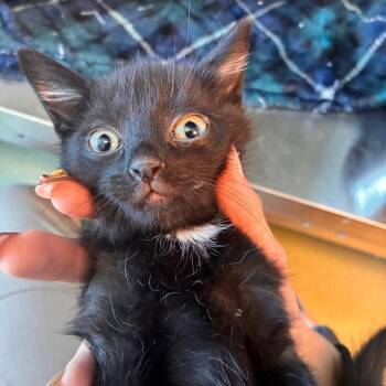 Garlic -  Domestic Medium Hair Cat for Adoption in Norman, Oklahoma - Garlic | PetCurious