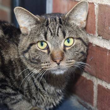 Rescue Domestic Short Hair Cats for Adoption in Allentown, Pennsylvania - Tarzan | PetCurious