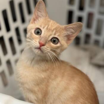 Mace Windu -  Domestic Short Hair Cat for Adoption in Flagstaff, Arizona - Mace Windu | PetCurious