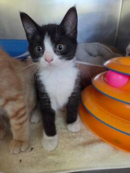 Winnie -  Calico Cat for Adoption in Liverpool, New York - Winnie | PetCurious